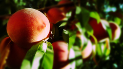 Fruit trees nature fruits