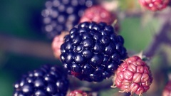 Fruits blackberries