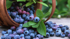 Fruits blueberries
