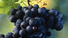 Fruits food grapes