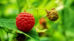 Fruits food Plants raspberries