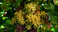 Fruits grapes