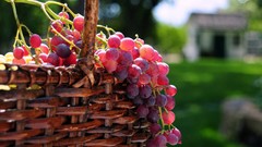 Fruits grapes baskets