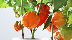 Fruits leaves Plants potted