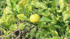 Fruits limes fruit trees