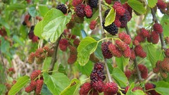 Fruits mulberries