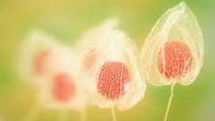 Fruits Plants depth of