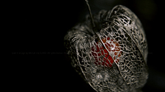 Fruits Plants macro selective