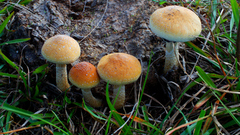 Fuji some morning glory