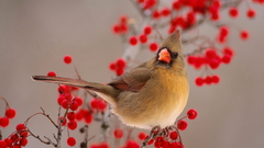 Funny bird red Berries
