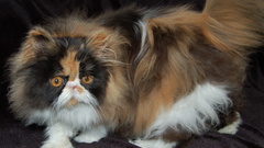 Funny cute-cats kayleigh kitten