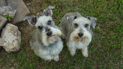 Funny Dogs chiens animal