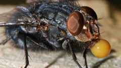 Funny fly Photo manipulation