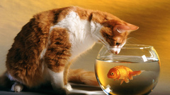 Funny goldfish fish bowls