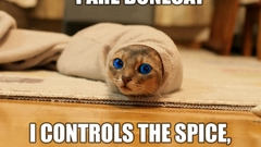 Funny lolcat spice