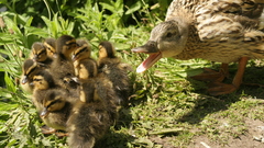 Funny photoshoot duck shouting