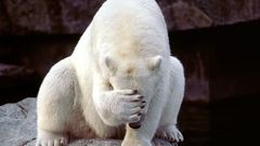 Funny Polar Bears facepalm