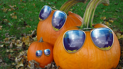 Funny sunglasses pumpkins