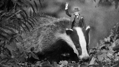 Funny Winston Churchill badgers