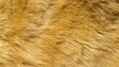Fur wool golden