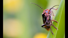 Fusca insect cantharis