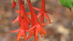 Fuschia sanclae rosae flower