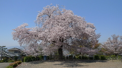 Fushimi koyto Last spring