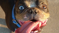 Fuuny Dogs long tongue