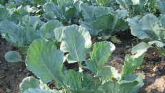 Garden farm vegetables cabbages