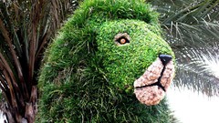 Garden Lions gardening