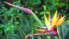 Gardens strelizia flower CPT