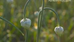 Garlic at dawn flower