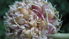 Garlic bulbils high