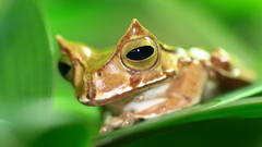 Gastorotheca cornuta is there