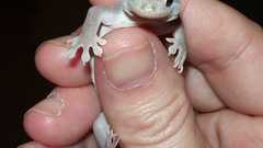 Geckodoin it wrong high