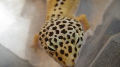 Geckos Reptiles Spotted