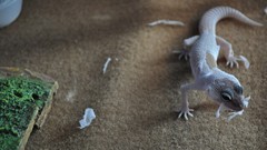 Geckos shedding transeunt