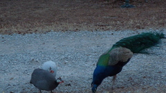 Gedc some Birds that