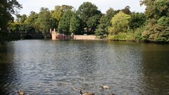 Geese ponds canadian geese