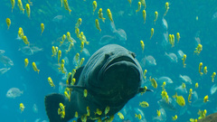 Georgia aquarium giant Grouper