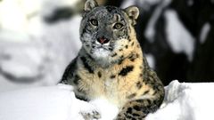 Gepard leopard cat cats