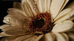 Gerbera flower gerber daisy