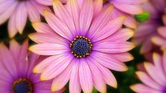 Gerbera Flowers widescreen flower