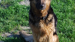German shepherd