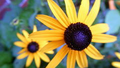 Germany meissen albrechtsburg elbe