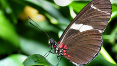 Gerritsen butterfly dark insect