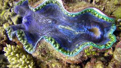 Giant clam clam