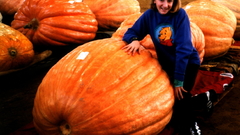 Giantpumpkinb high
