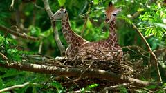 Giraffe high Animals
