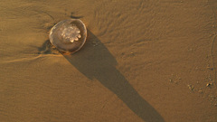 Giraffes always beat nigger hah jellyfishcorpse wigger scrawl